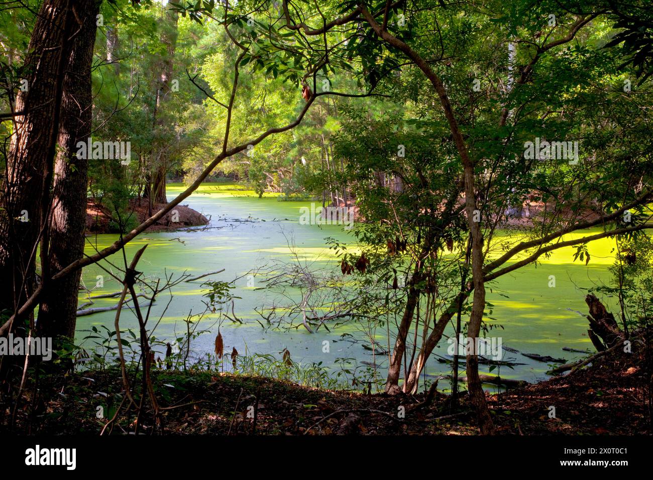 Nags Head Woods, ein Naturschutzgebiet. Nags Head, North Carolina. Stockfoto