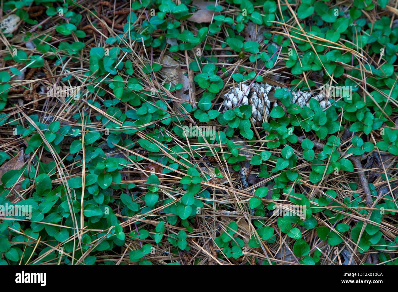 Nags Head Woods, ein Naturschutzgebiet. Nags Head, North Carolina. Kieferkegel auf Waldboden. Stockfoto