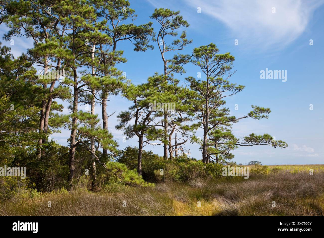 Nags Head Woods, ein Naturschutzgebiet. Nags Head, North Carolina. Roanoke Trail, Loblolly Pine Trees, Feuchtgebiete Marsh. Stockfoto