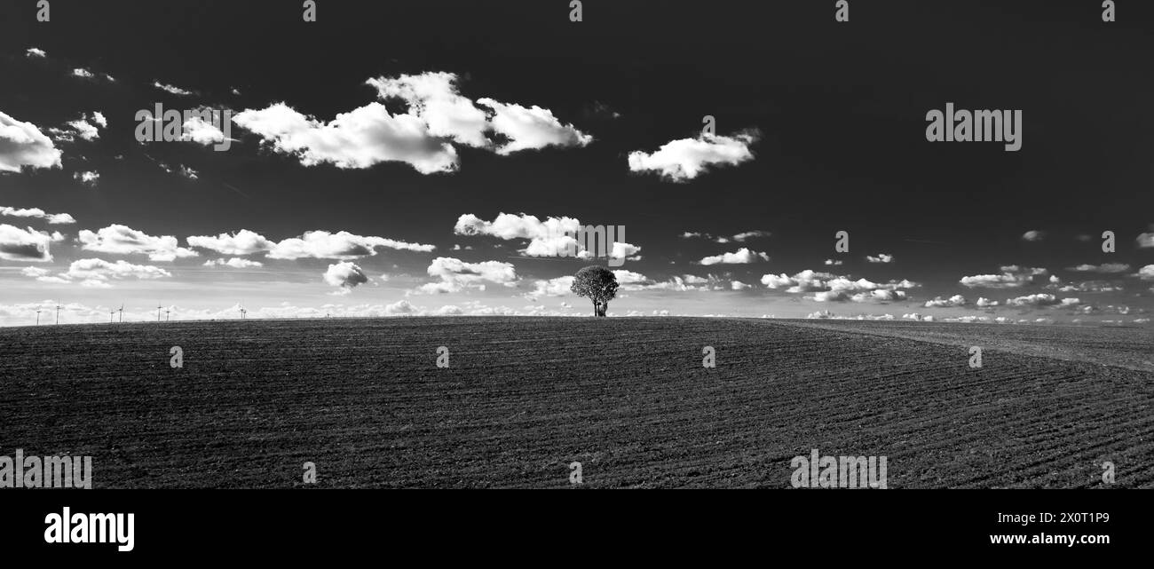 Einzelner Baum am Hügel wolkiger Himmel Stockfoto
