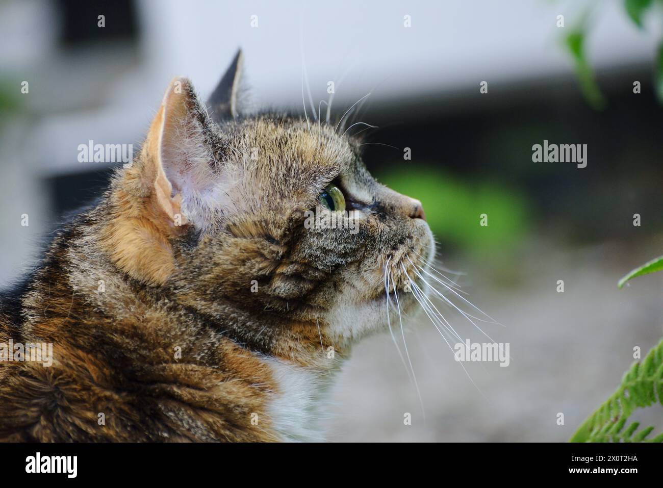 Hauskatze, die etwas im Garten anstarrt. Stockfoto