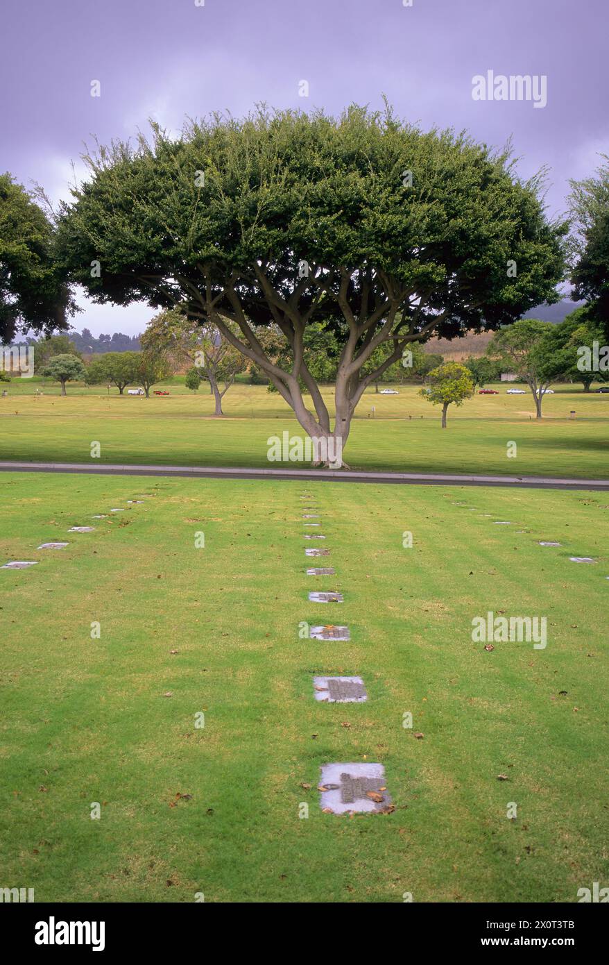 Oahu, Hawaii, USA - National Memorial Cemetery of the Pacific, Honolulu. Chinesischer Banyan-Baum. Stockfoto