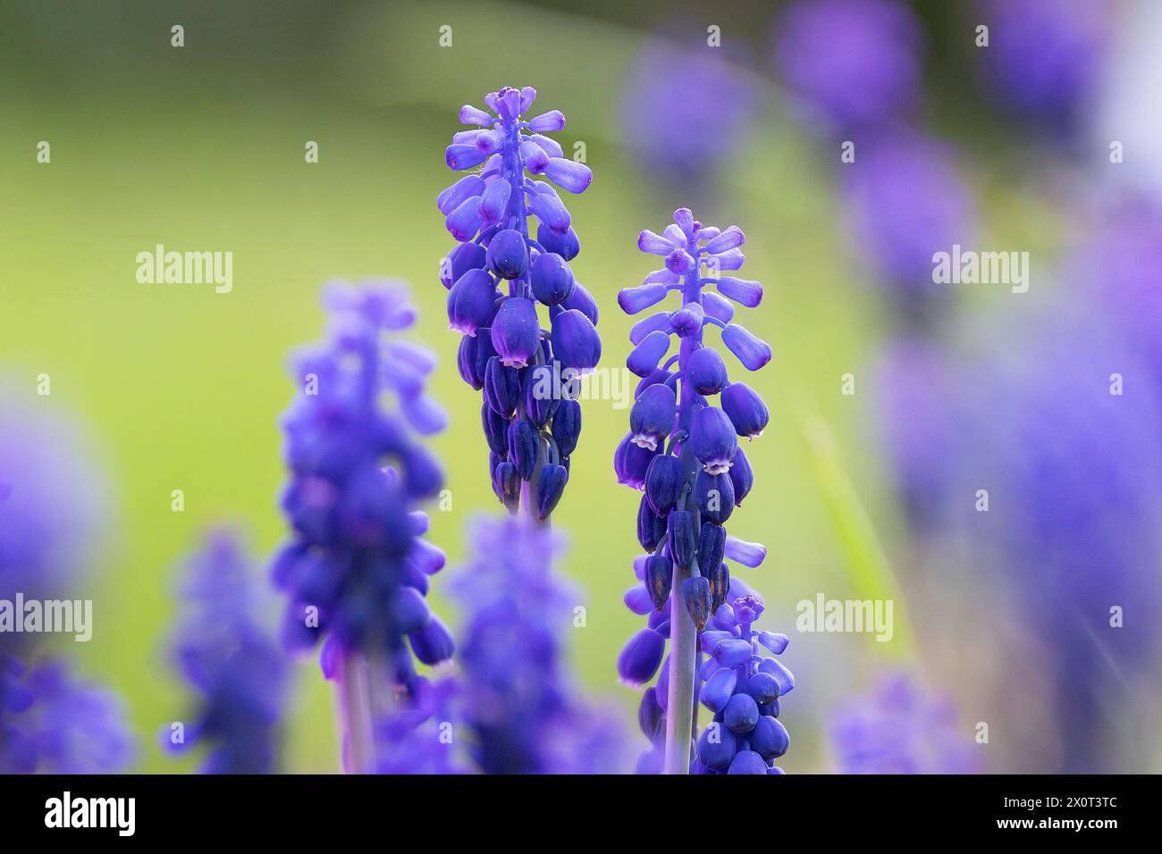 Detaillierte Darstellung der azurblauen Traubenhyazinthe in voller Blüte (Pseudomuscari azureum) Stockfoto
