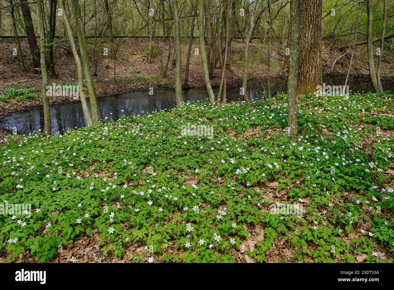 Anemone nemorosa ist eine Frühblütenpflanze der Gattung Anemone der Familie Ranunculaceae. Gebräuchliche Namen sind Holzanemone, Windblume Stockfoto