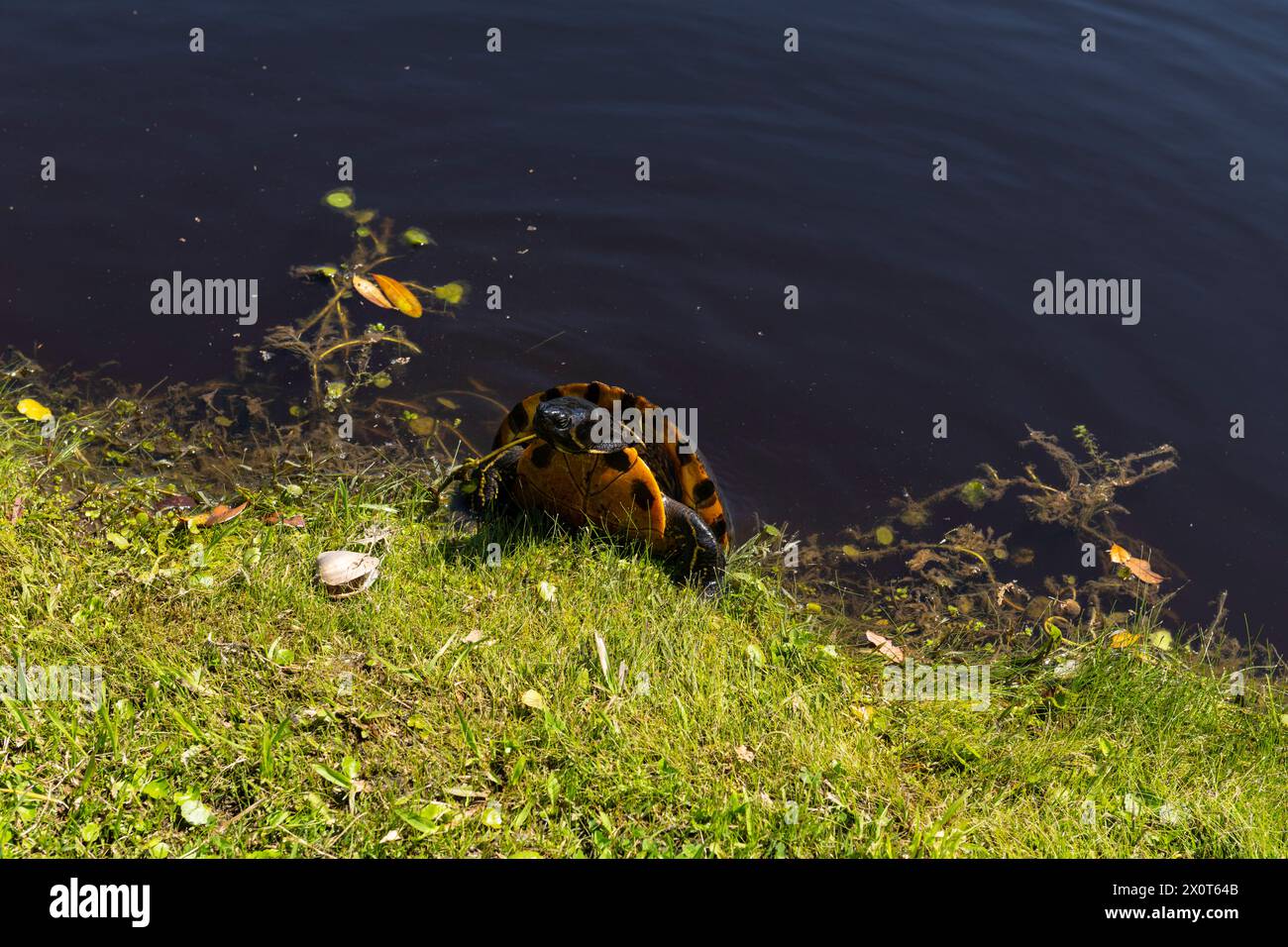 Eine Schildkröte, die sich in der Mittagssonne auf der Middleton Place Plantage in South Carolina sonnt. Stockfoto