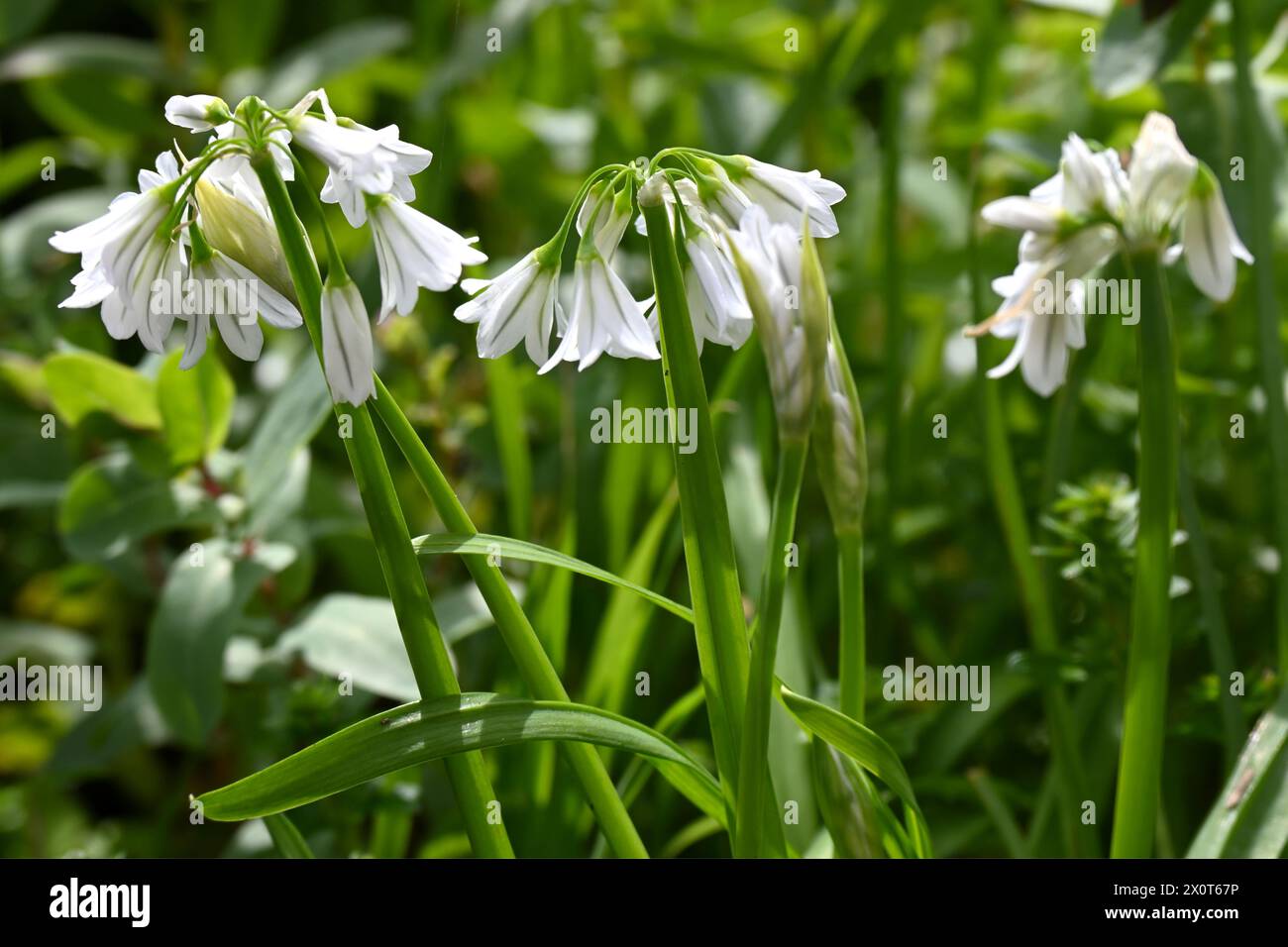 Zierliche weiße Frühlingsblumen von dreieckigem Lauch, auch bekannt als wilder Knoblauch oder Allium triquetrum, der auf der britischen Wiese im April wächst Stockfoto