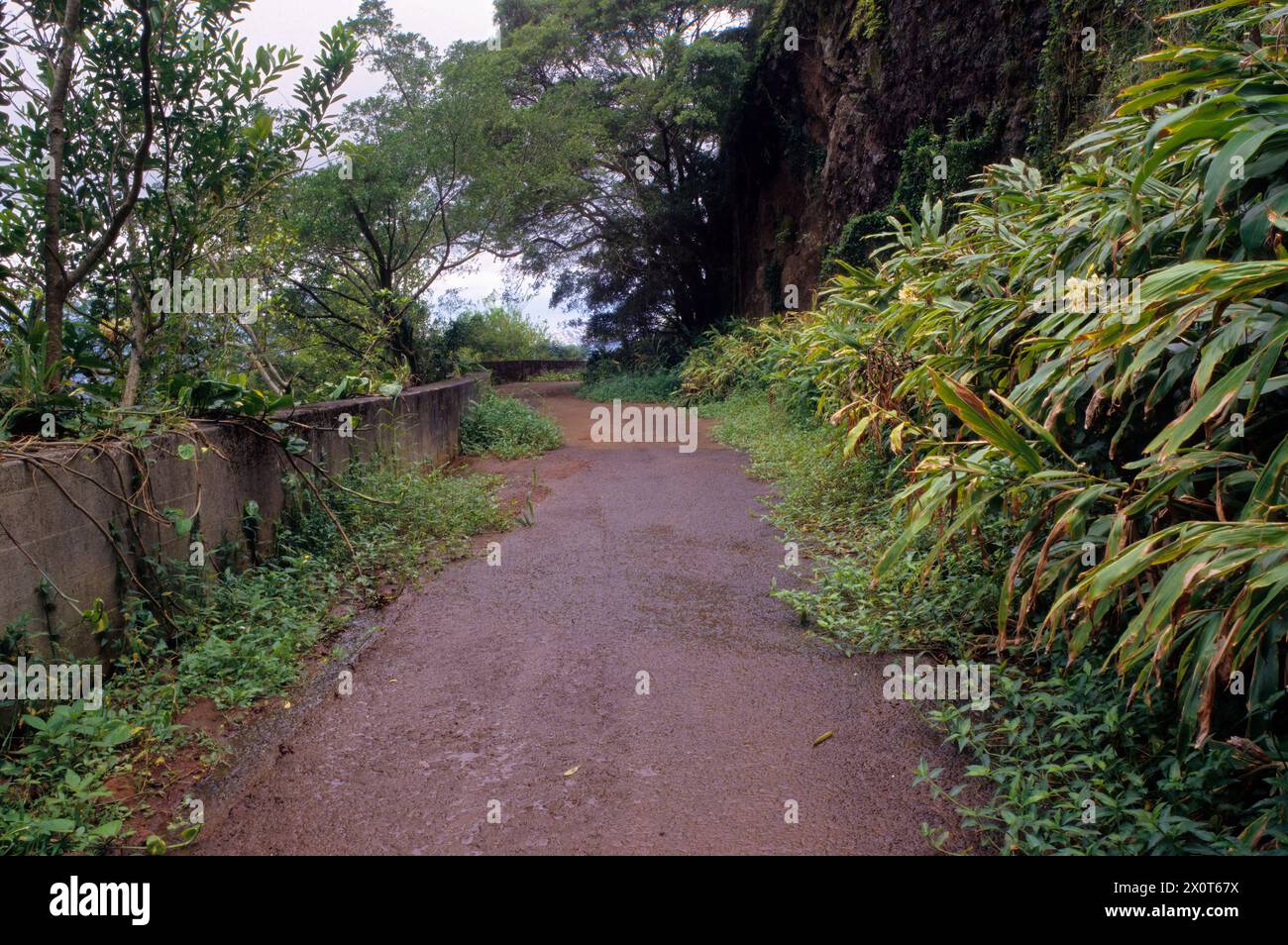 Oahu, Hawaii, USA - Vegetation Reclaims Old Pali Road. Diese asphaltierte Straße wurde 1932 eröffnet. Es ist jetzt eine angenehme Wanderung. Stockfoto