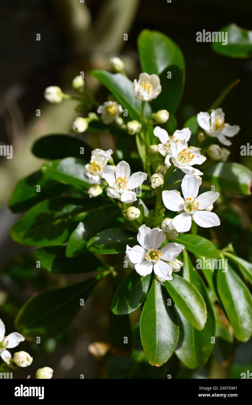 Weiße duftende Frühlingsblumen von Choisya oder mexikanische Orangenblüten im britischen Garten April Stockfoto