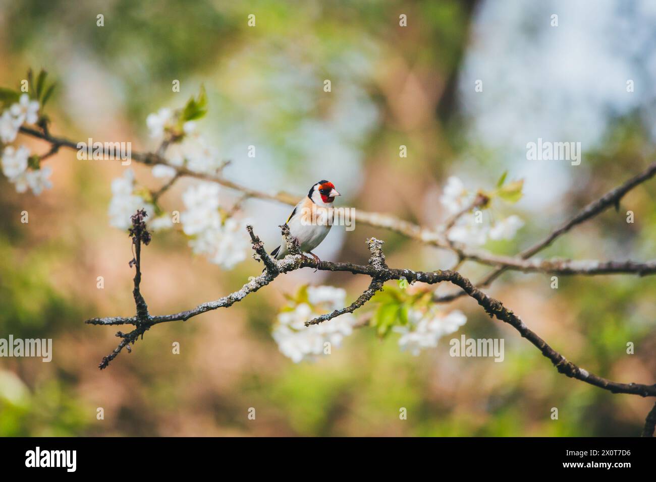 Europäische Stieglitz (Zuchtjahr Zuchtjahr) Stockfoto
