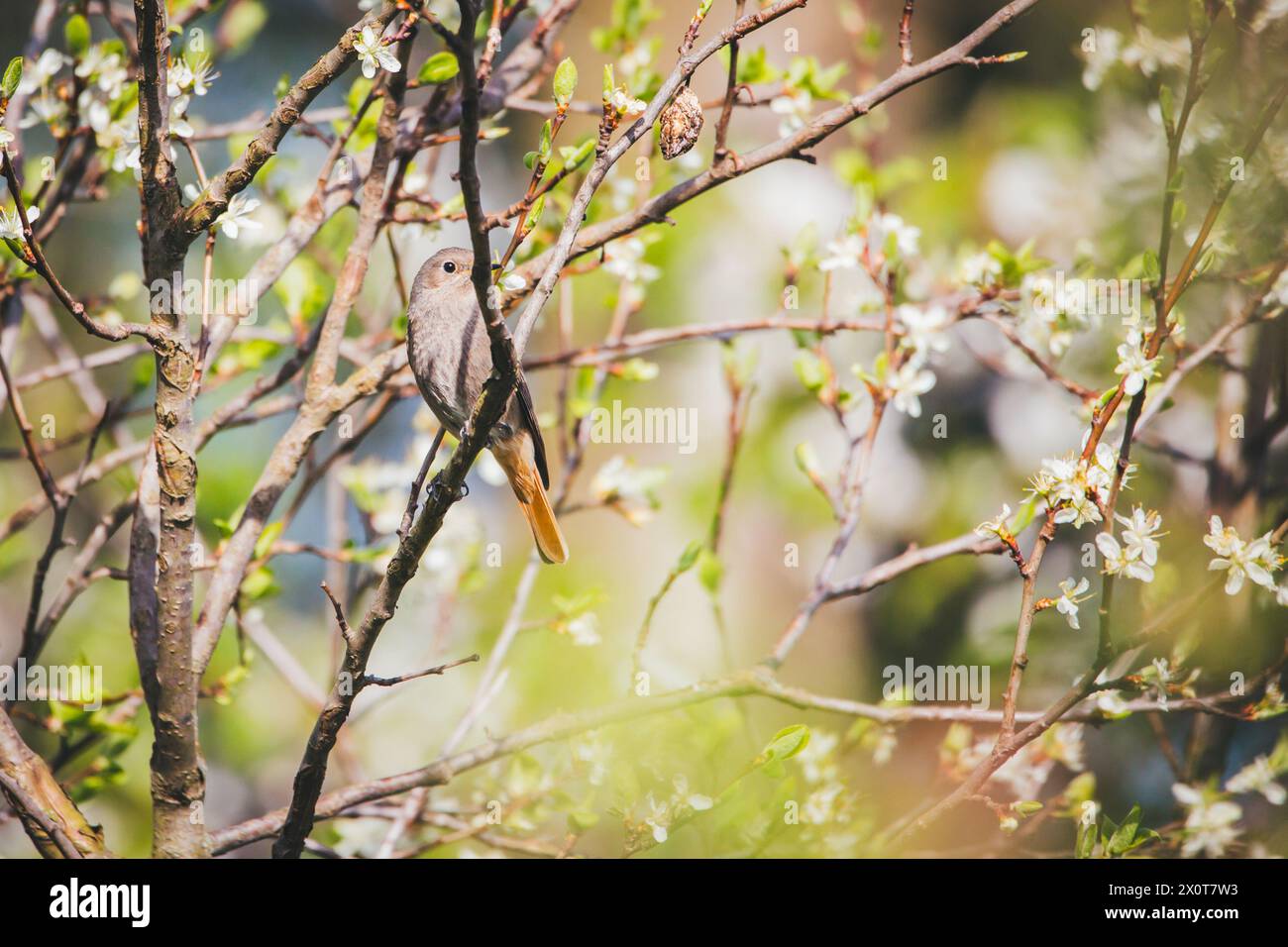 Weiblicher schwarzer Rotstart (Phoenicurus ochruros) Stockfoto