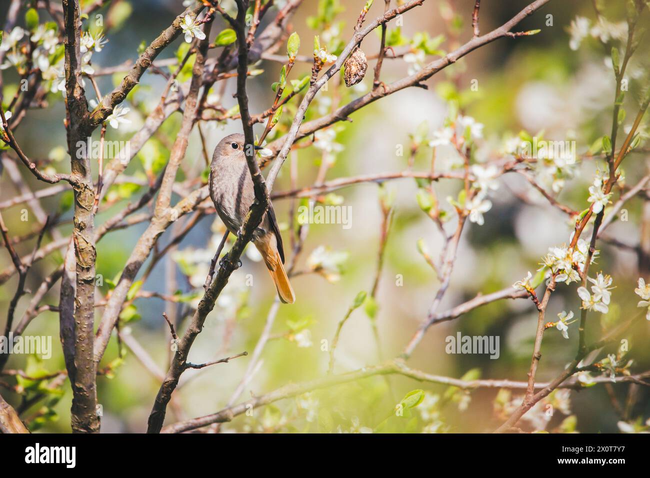 Weiblicher schwarzer Rotstart (Phoenicurus ochruros) Stockfoto