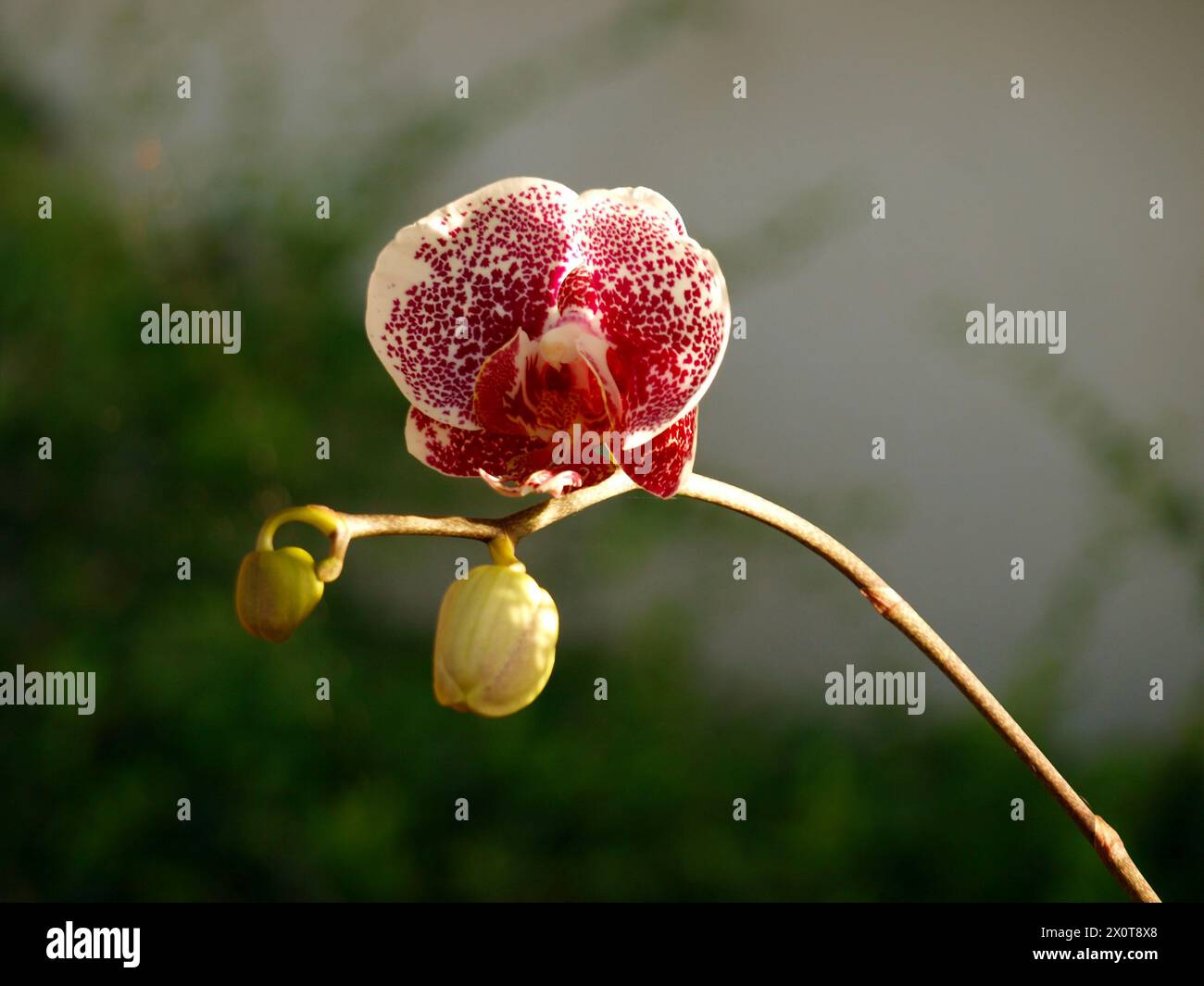 Rote Orchideen blühen im Frühling. Südflorida, Usa. Stockfoto