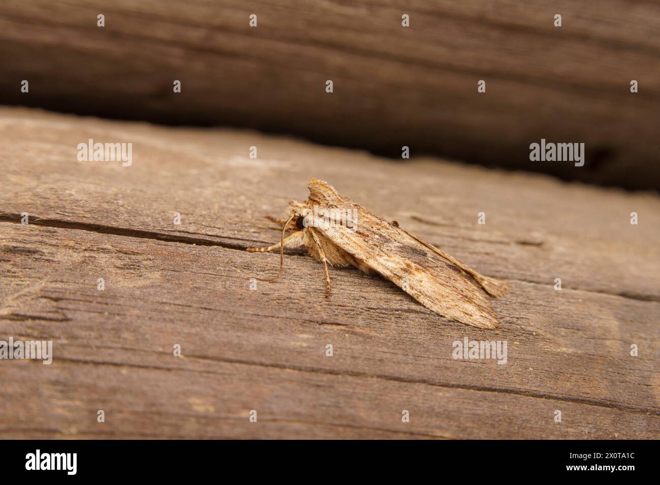 Lithophane socia Familie Noctuidae Gattung Lithophane Pale Pinion Moth wilde Natur Insektenfotografie, Bild, Tapete Stockfoto