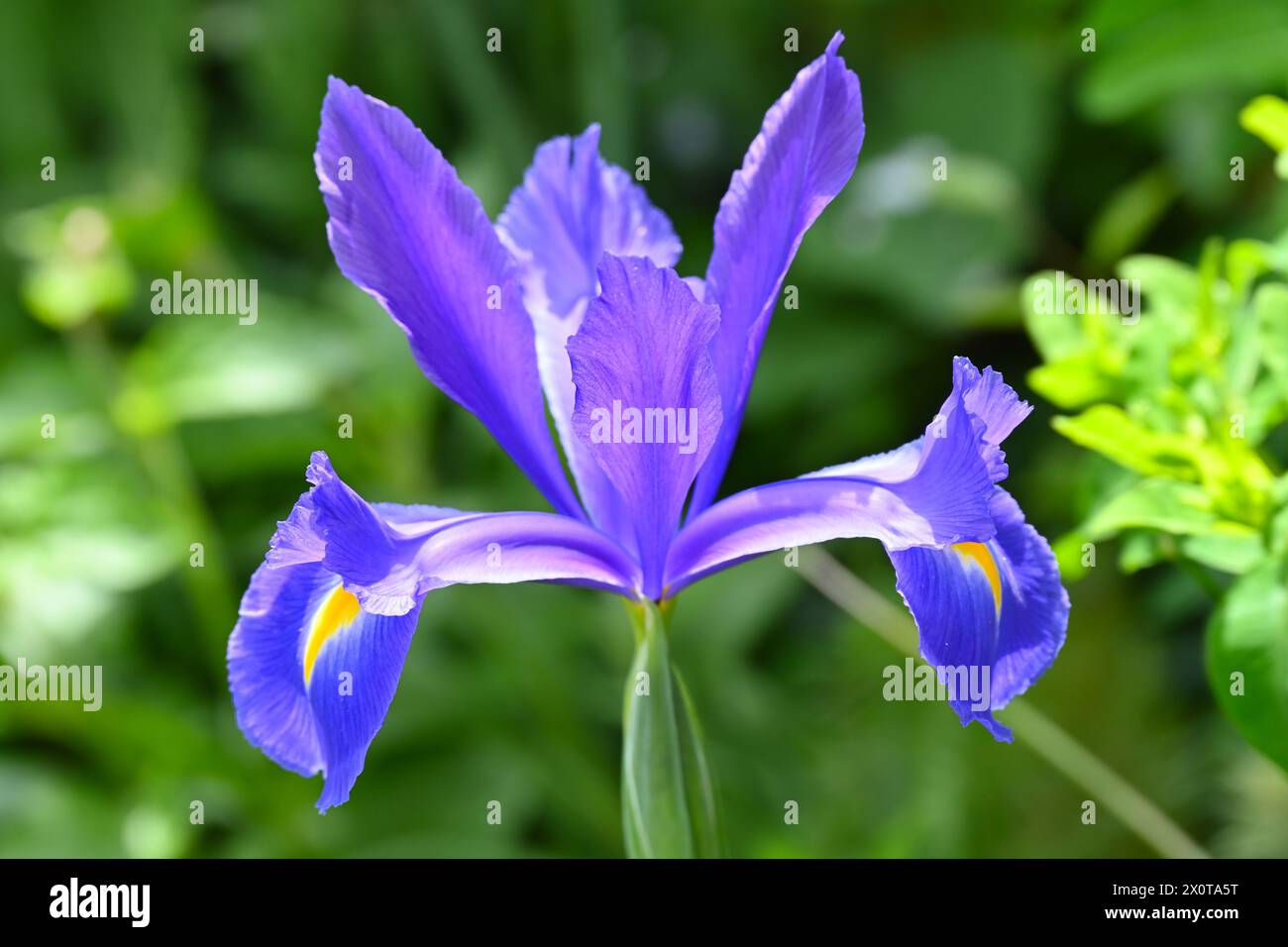 Leuchtend blaue Frühlingsblume der bauchigen niederländischen Iris Hollandica Blue Magic im britischen Garten April Stockfoto