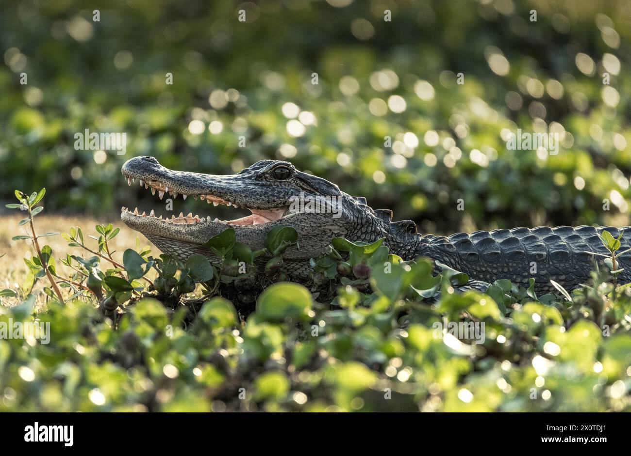 Ein amerikanischer Alligator mit offenem Mund Stockfoto