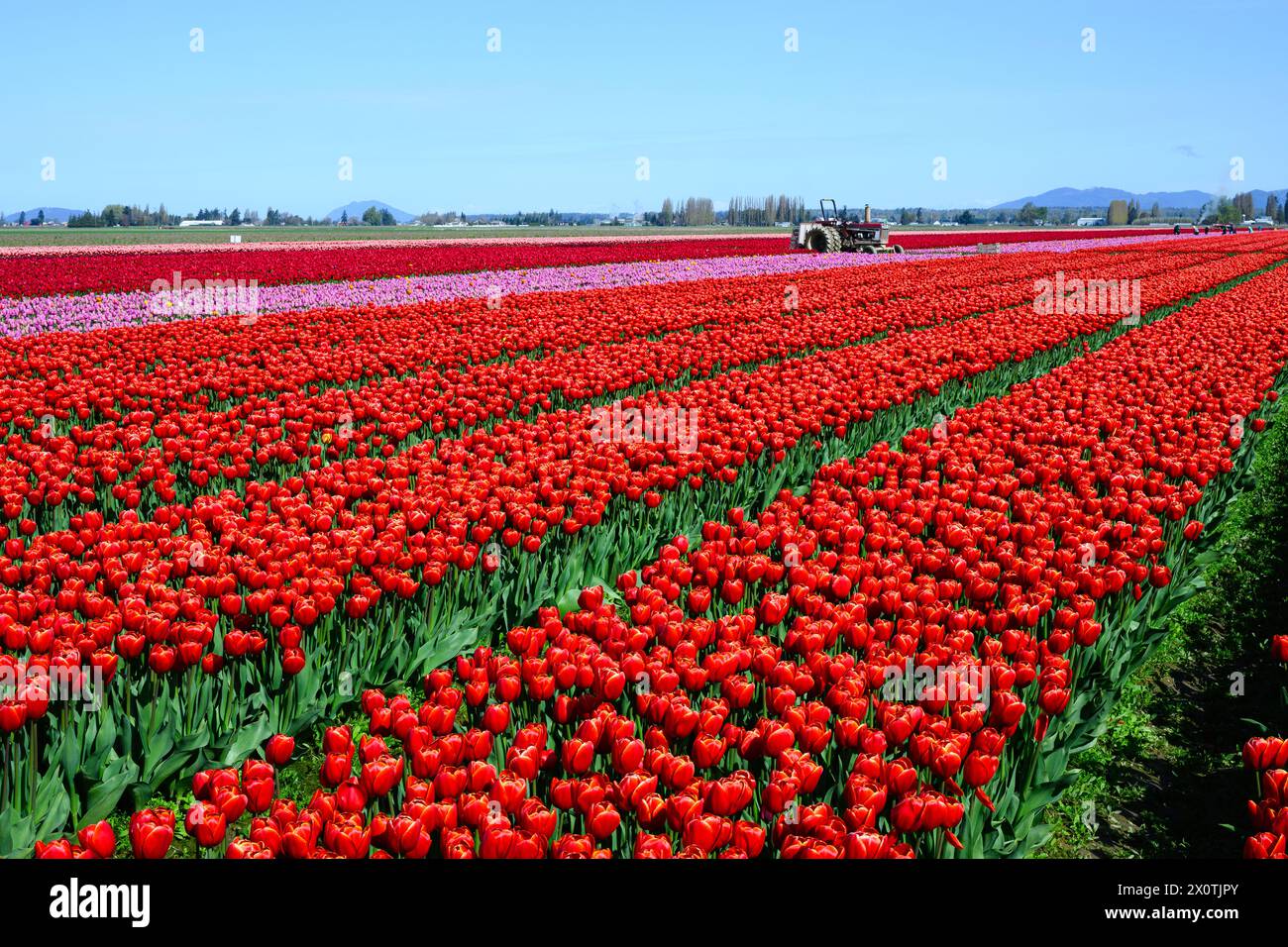 Mount Vernon, WA, USA - 10. April 2024; landwirtschaftliches Feld mit roten Tulpenreihen unter klarem Himmel mit Farmtraktor Stockfoto