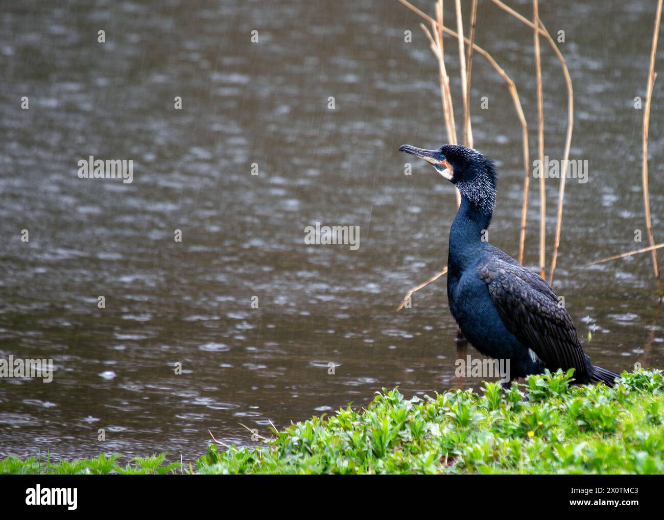 Großer schwarzer Kormoran mit einem hakenförmigen Schnabel trocknet seine Flügel an der Küste nahe Howth, Dublin. Stockfoto