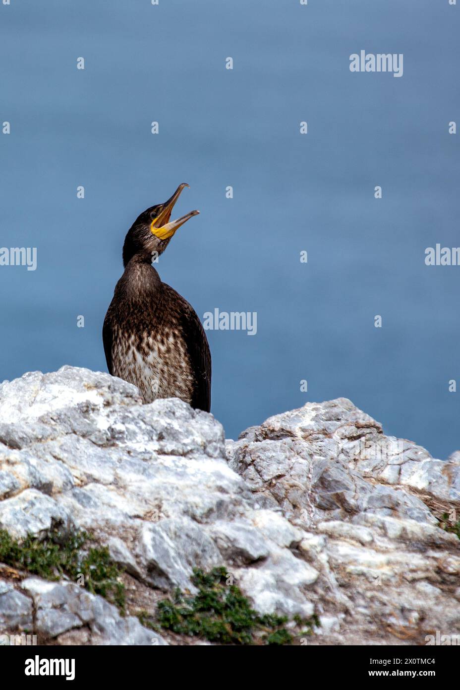 Großer schwarzer Kormoran mit einem hakenförmigen Schnabel trocknet seine Flügel an der Küste nahe Howth, Dublin. Stockfoto