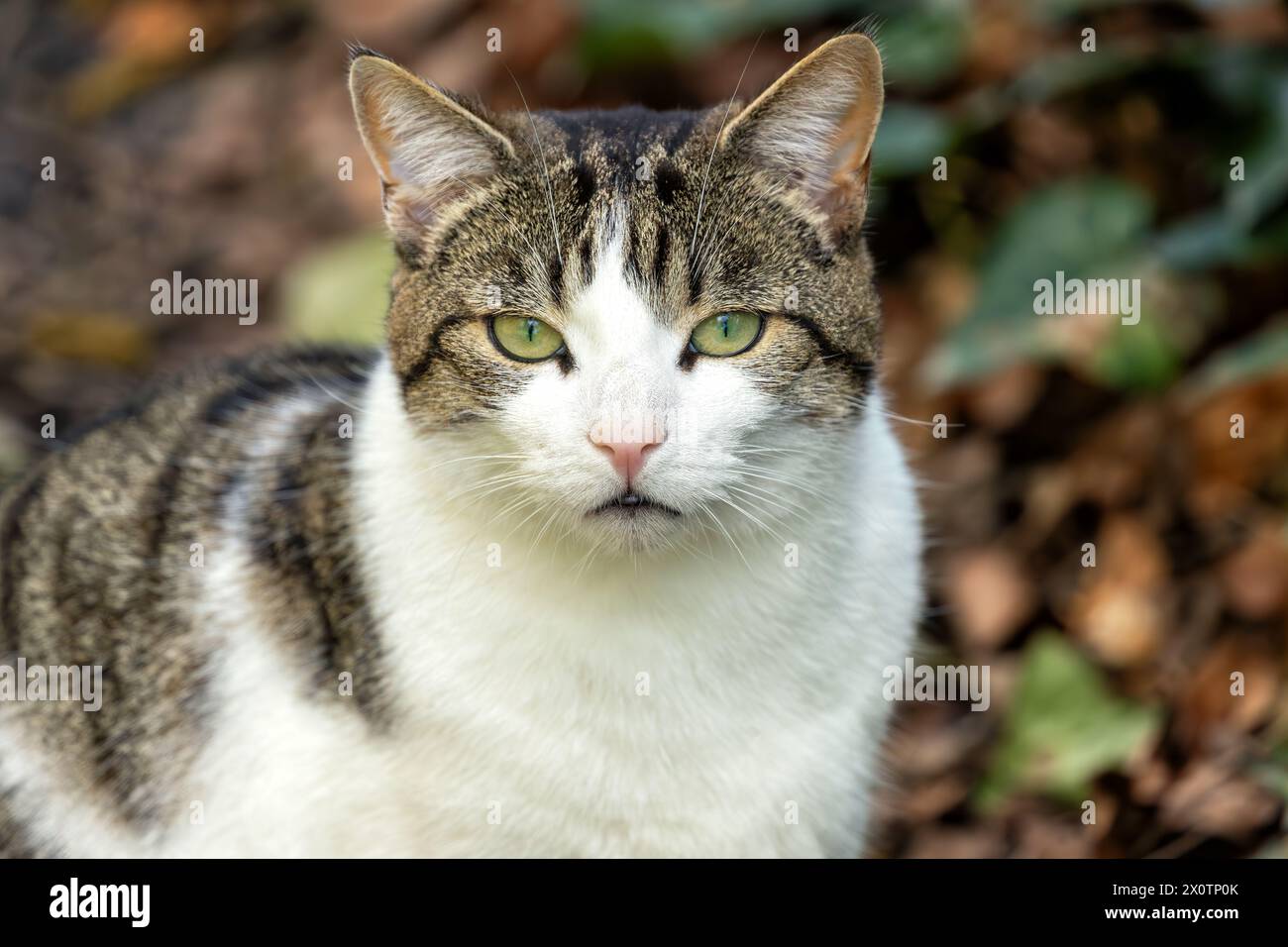 Die neugierige Tabbykatze mit einer Mischung aus weißem, braunem und schwarzem Fell und hellgrünen Augen erkundet den Father Collins Park in Dublin Stockfoto