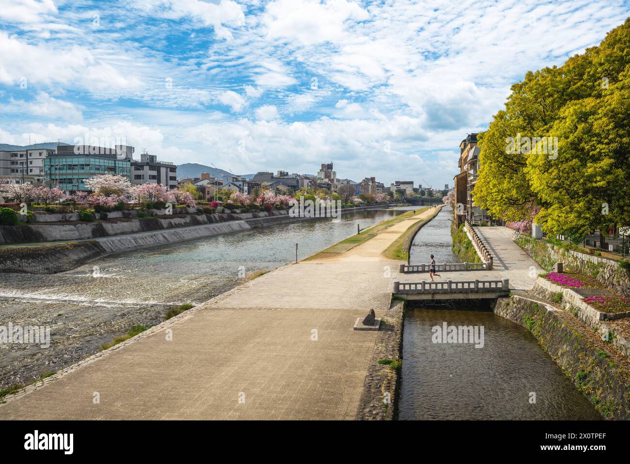 Kirschblüten am Kamo-Fluss in Kyoto, Kansai, Japan Stockfoto