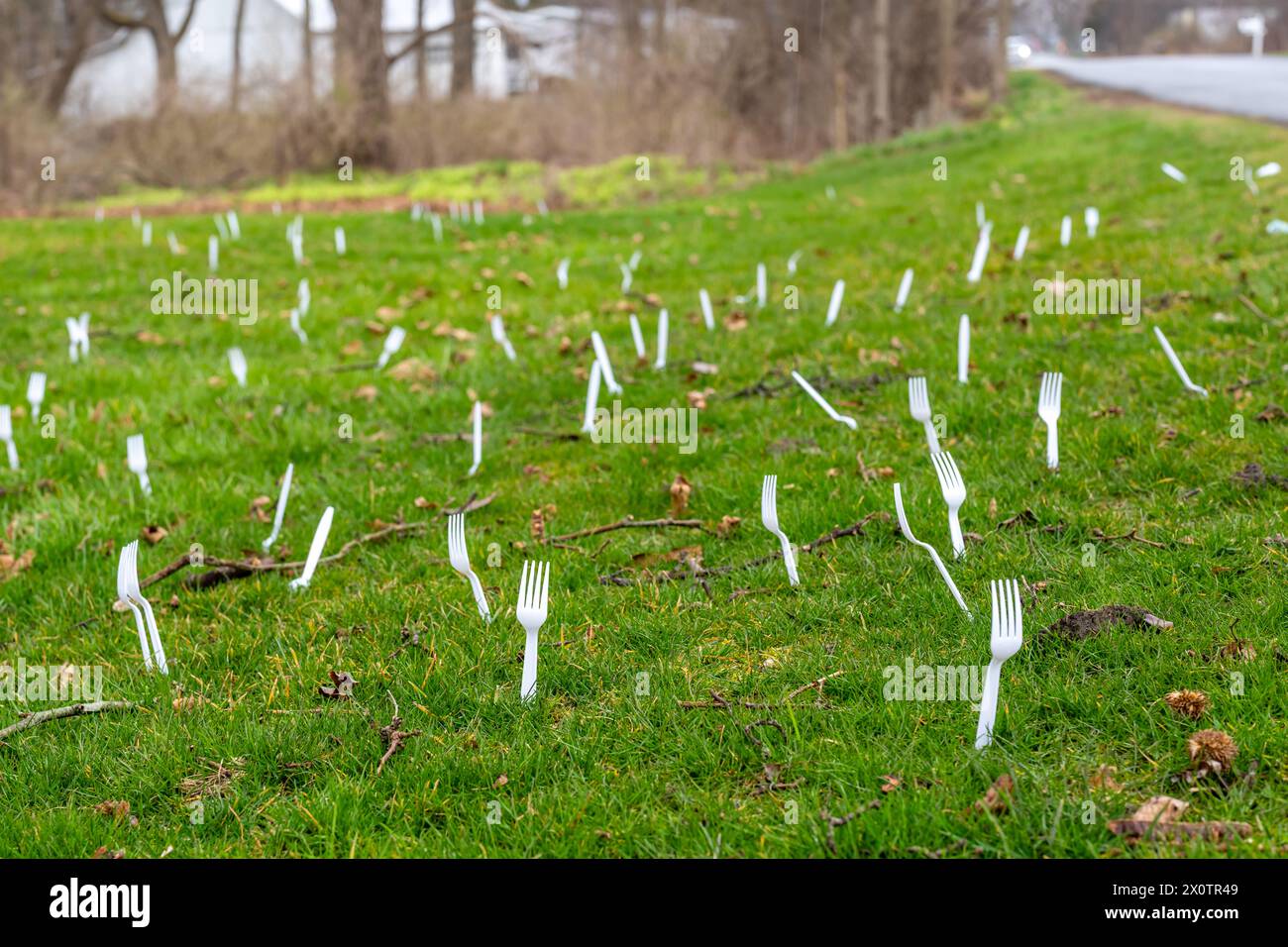 Viele weiße Plastikgabeln wurden auf Rasen, Gabeln, Gras gepflanzt, als Aprilscherz. Stockfoto