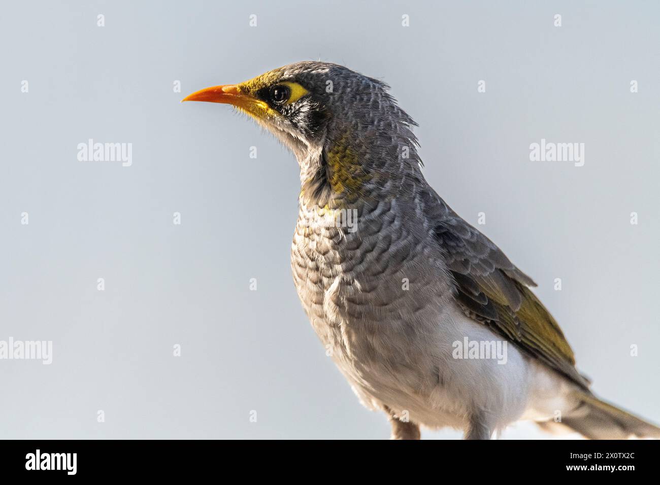 Der Gelbkehlenminer (Manorina flavigula) ist eine in Australien endemische Art der Kolonialhoneyeater. Stockfoto