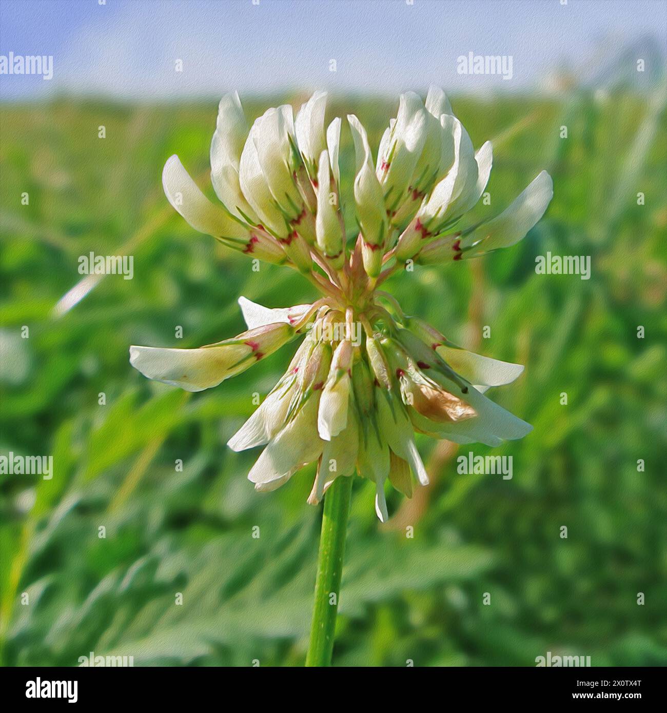 Blüte der weißen cleveren Blume am sonnigen Sommertag auf dem Hintergrund des grünen Feldes und des blauen Himmels, Illustration für Foto Stockfoto