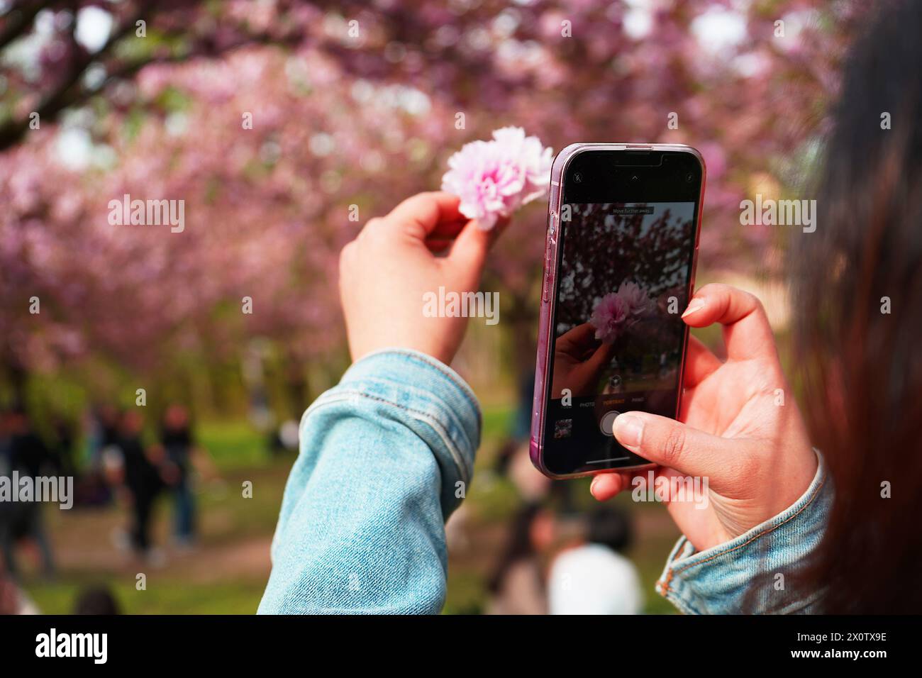 Während die Kirschblüten blühen, macht eine Frau ein Makrofoto der Blume in Berlin Kirschblütenallee am Berliner Mauerweg Stockfoto