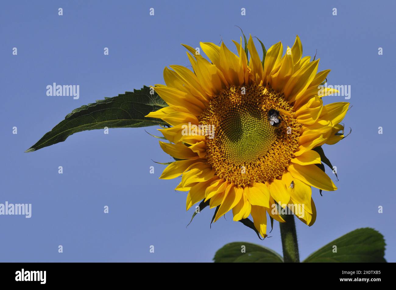 Sonnenblume mit Bee On Stockfoto