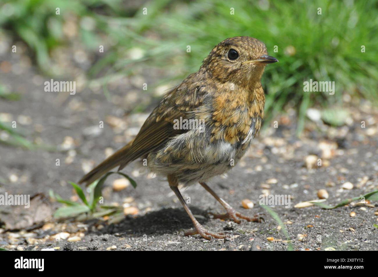 Junges rotkehlchen -Fotos und -Bildmaterial in hoher Auflösung – Alamy