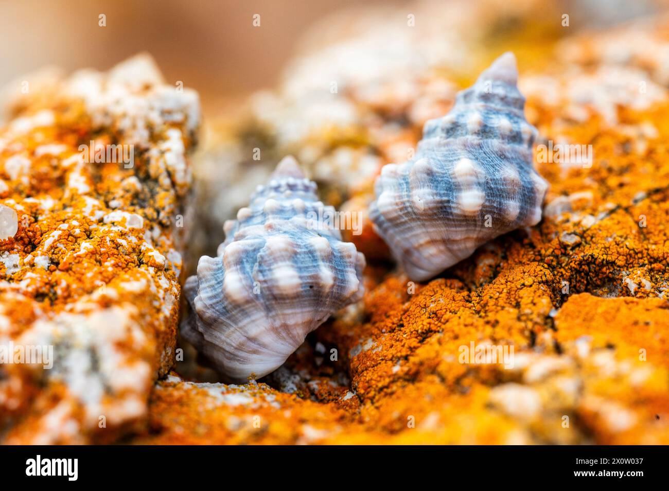 Nodilittorina pyramidalis, allgemein bekannt als Pyramidenperiwinkle, ist eine Art der Meeresschnecke, einer Meeresschnecke aus der Familie der Littorinidae. Stockfoto