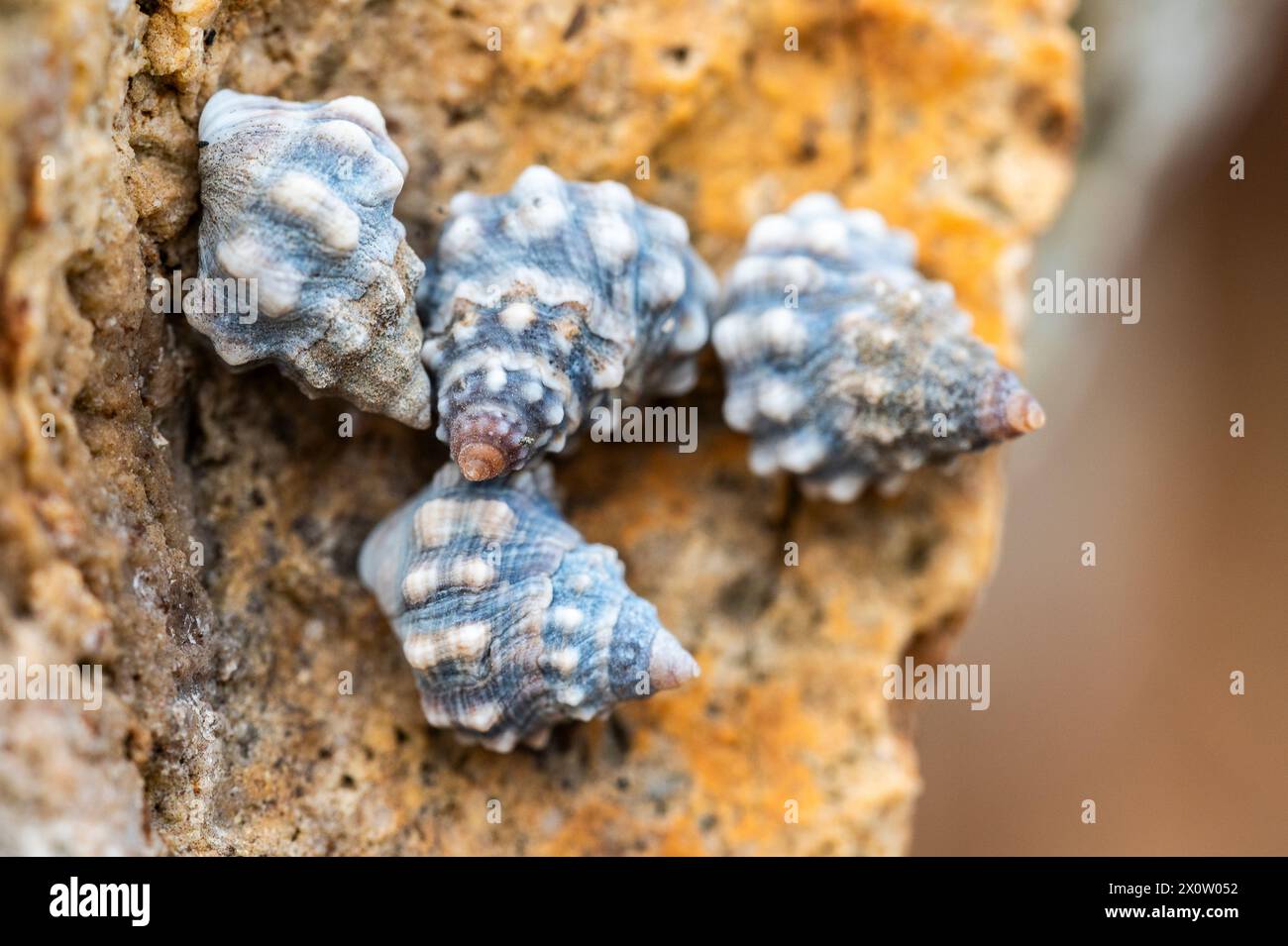 Nodilittorina pyramidalis, allgemein bekannt als Pyramidenperiwinkle, ist eine Art der Meeresschnecke, einer Meeresschnecke aus der Familie der Littorinidae. Stockfoto