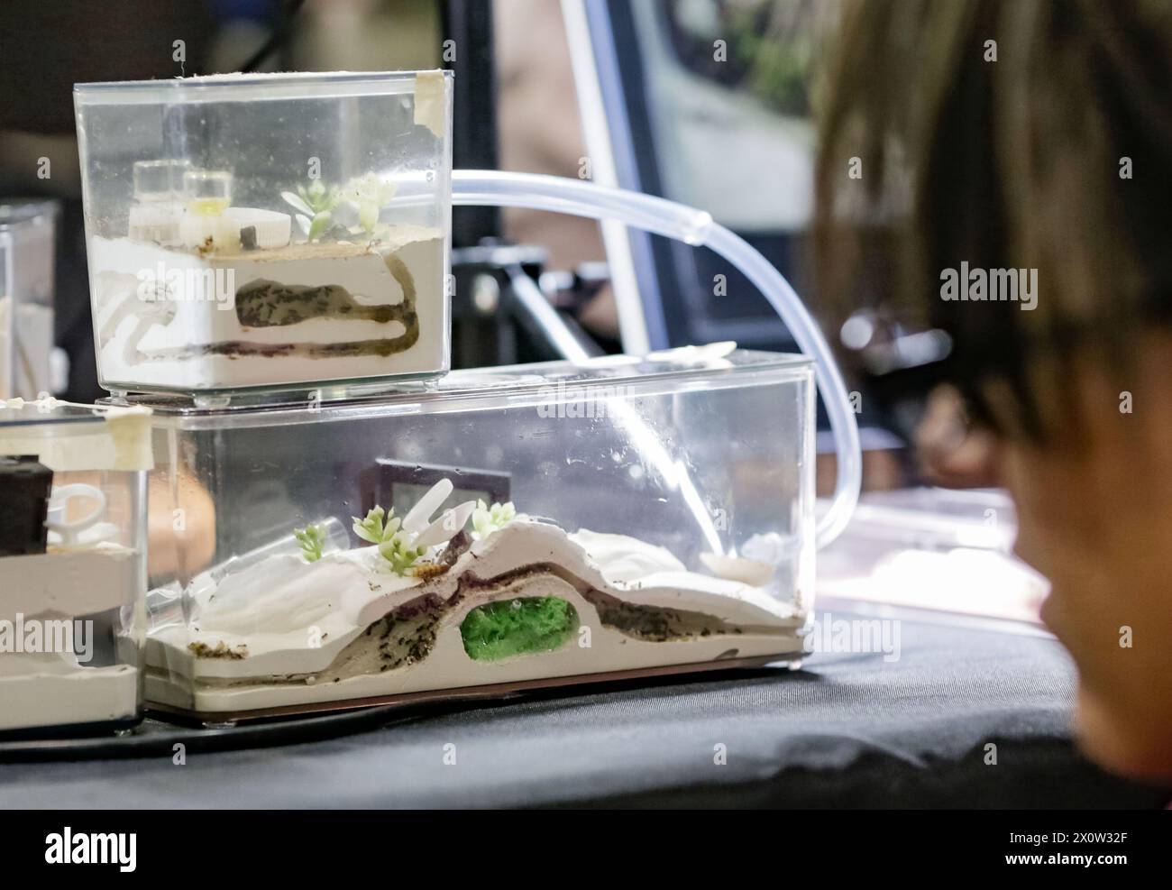 Delta, Kanada. April 2024. Während der Vancouver Reptile Expo 2024 in Delta, British Columbia, Kanada, am 13. April 2024 bestaunt man Ameisenfarmen. Quelle: Liang Sen/Xinhua/Alamy Live News Stockfoto