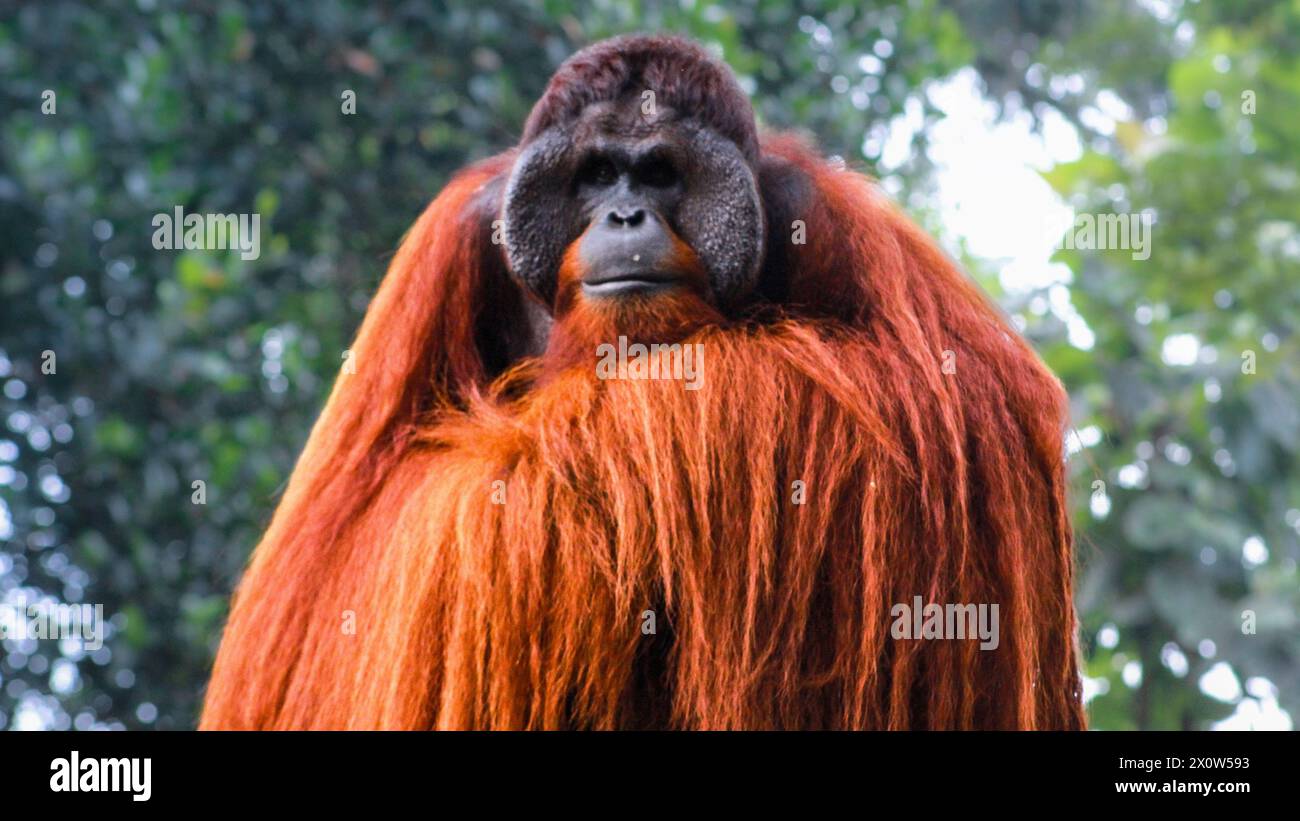 Männliche Sumatra Orang-Utans (Pongo abelii). Pongo pygmaeus. Bornesischen Orang-utan (Pongo pygmaeus) o wurmmbii in der wilden Natur. Stockfoto