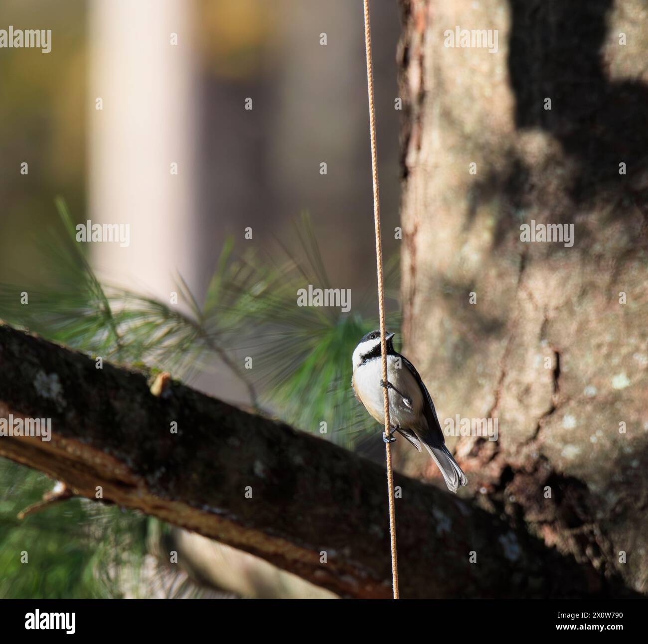 Schwarz umhüllte Chickadee, die auf einer Schnur vor einem Baum thront Stockfoto