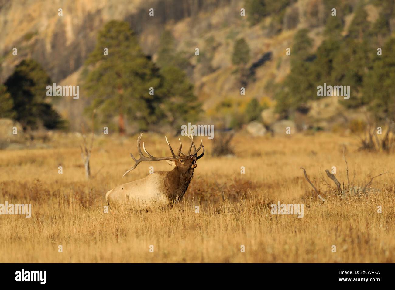 Bullenelche auf einer Wiese während der Herbstrute im Rocky Mountain National Park, Colorado Stockfoto