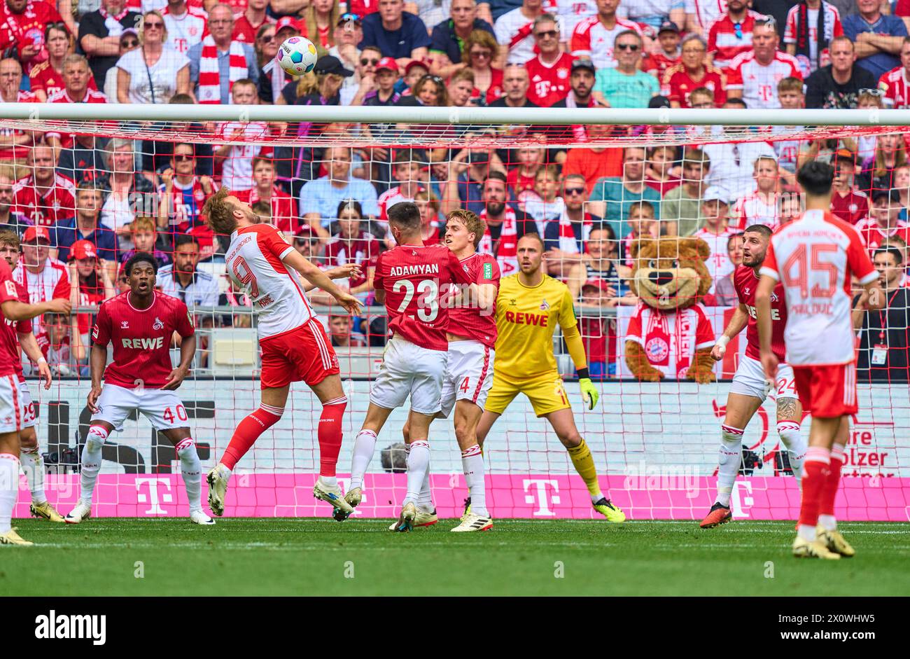 Harry Kane, FCB 9 tritt um den Ball an, Tackling, Duell, Header, zweikampf, Aktion, Kampf gegen Faride Alidou, 1.FCK 40 Sargis Adamyan, 1.FCK 23 Timo Huebers, 1.FCK 4 Marvin Schwaebe, 1.FCK 1 im Spiel FC BAYERN MÜNCHEN - 1.FC Köln 2-0 am 13. April 2024 in München. Saison 2023/2024, 1.Bundesliga, FCB, München, Spieltag 29, 29.Spieltag-Fotograf: ddp-Bilder / STAR-Bilder - DFL-VORSCHRIFTEN VERBIETEN JEDE VERWENDUNG VON FOTOGRAFIEN als BILDSEQUENZEN und/oder QUASI-VIDEO - Stockfoto