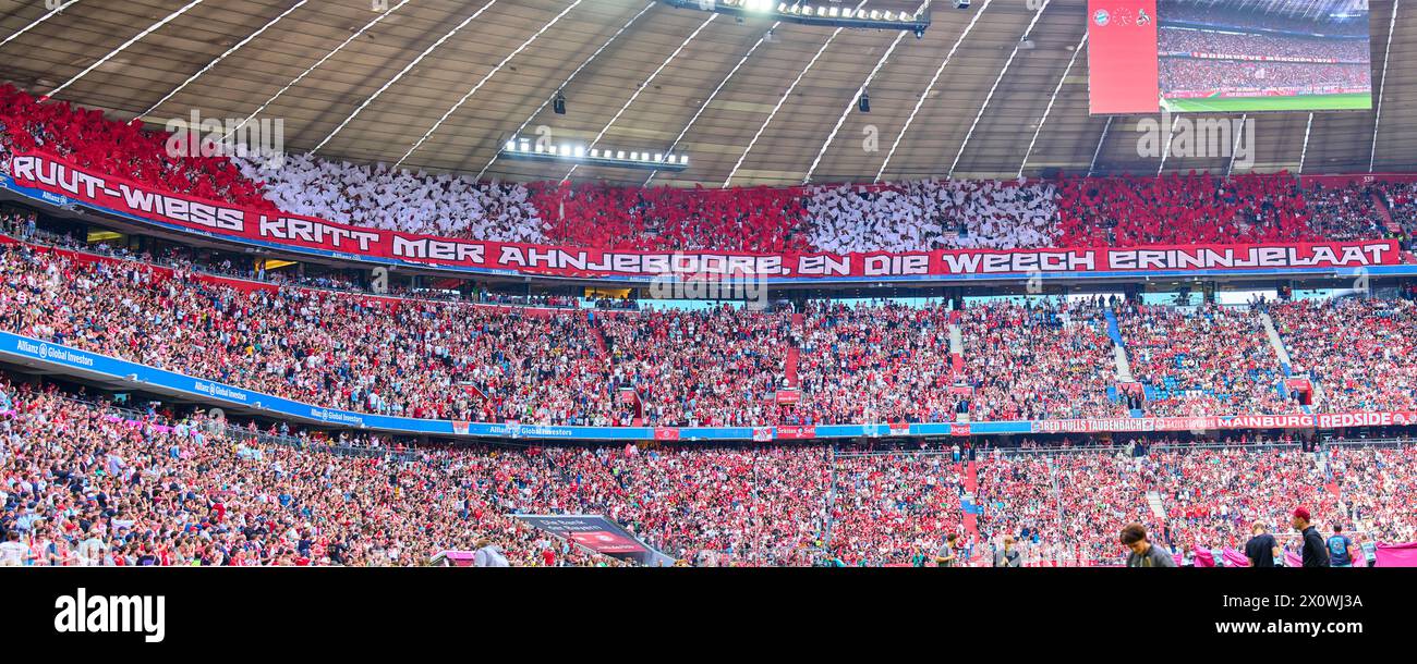 Fans Köln (Foto (M) PANORAMA) Rot-weiß bekommt man angeboren, in die Wiege reingelegt im Spiel FC BAYERN MÜNCHEN - 1.FC KÖLN 2-0 am 13. April 2024 in München. Saison 2023/2024, 1.Bundesliga, FCB, München, Spieltag 29, 29.Spieltag-Fotograf: ddp-Bilder / STAR-Bilder - DFL-VORSCHRIFTEN VERBIETEN JEDE VERWENDUNG VON FOTOGRAFIEN als BILDSEQUENZEN und/oder QUASI-VIDEO - Stockfoto
