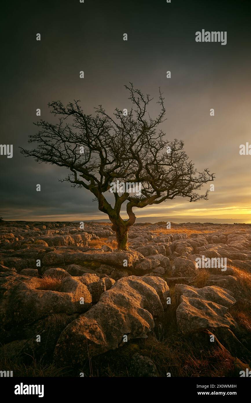 Lone Tree, Twistleton Scar, Yorkshire Dales, Großbritannien Stockfoto