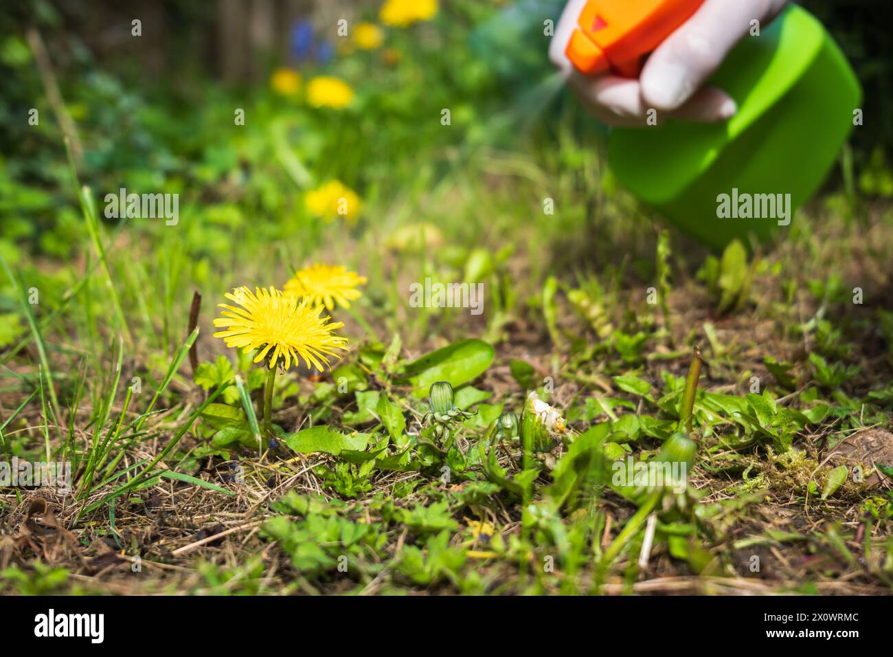 Gärtner sprüht Unkrautvernichter auf Löwenzahn Unkraut, das im Garten wächst. Stockfoto