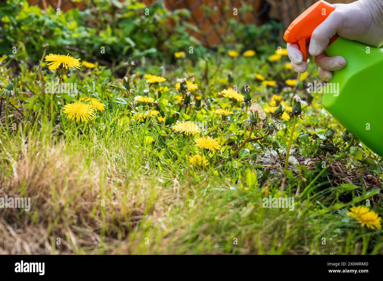 Gärtner sprüht Unkrautvernichter auf Löwenzahn Unkraut, das im Garten wächst. Stockfoto