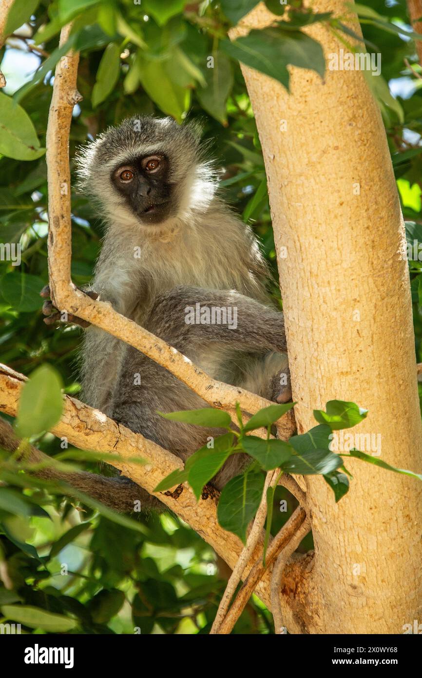 Vervet Monkey beobachtet von einem Feigenbaum Stockfoto