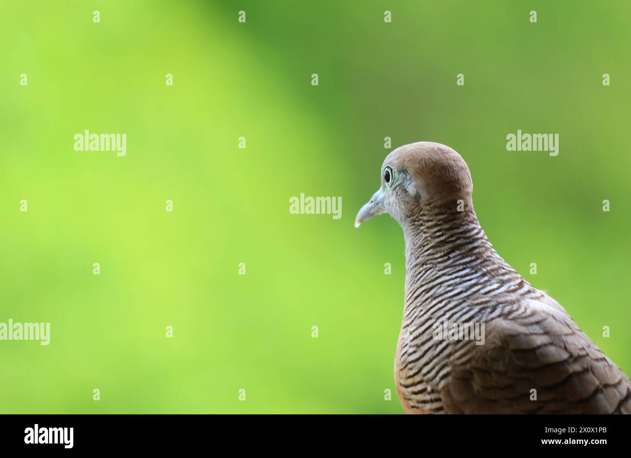 Nahaufnahme einer wilden Zebrataube, die im Garten thront, mit verschwommenem hellgrünem Laub im Hintergrund Stockfoto