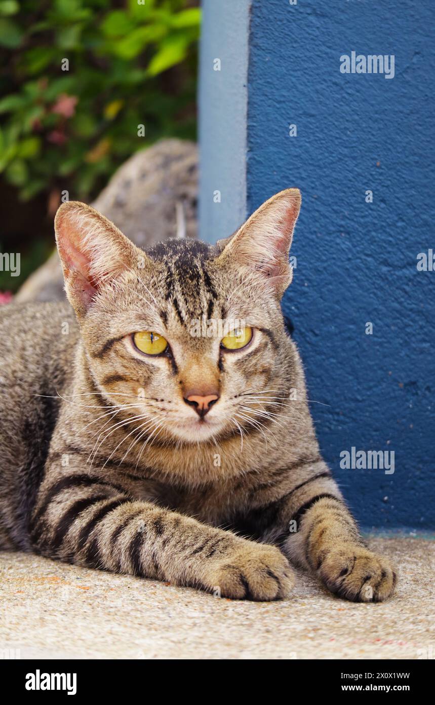 Wunderschöne braune Tabby Katze, die sich im Garten entspannt Stockfoto