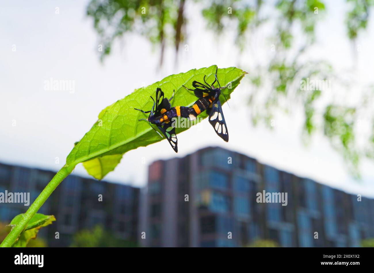 Nahaufnahme von Clear Wing Butterflies Paarung auf dem Green Tree Leaf Stockfoto