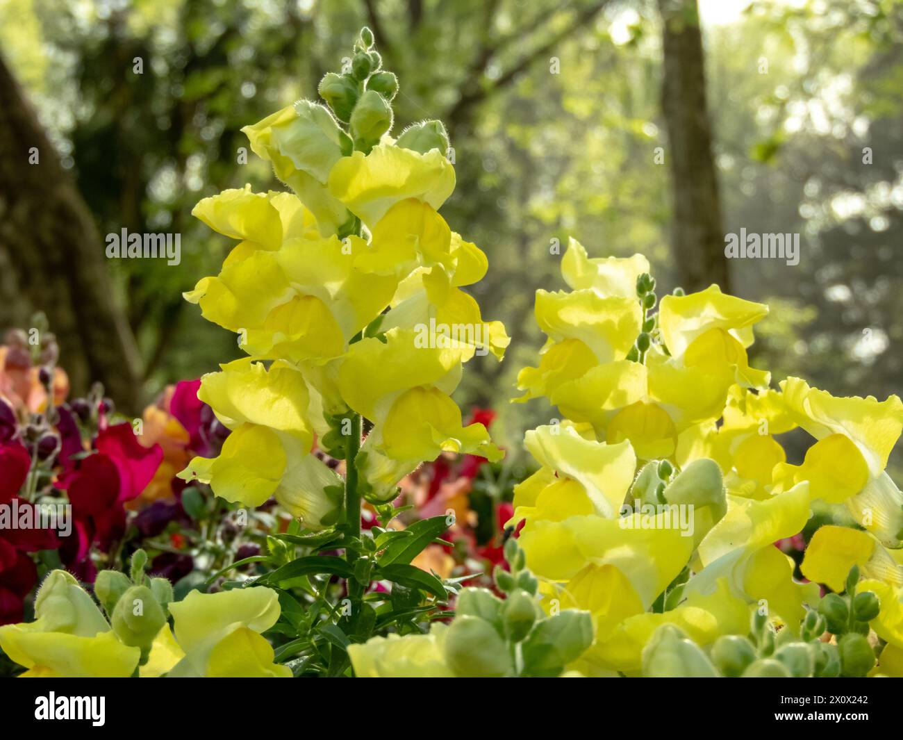 Gewöhnliche snapdragon hellgelbe Blüten. Antirrhinum majus blühende Pflanze im Garten. Spike Infloreszenz. Stockfoto