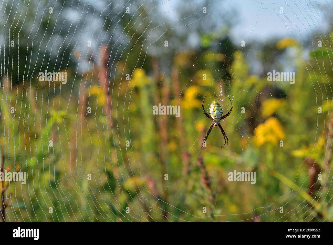 Argiope aurantia Orbflederspinne in der Mitte eines Netzes mit Wassertropfen. Stockfoto