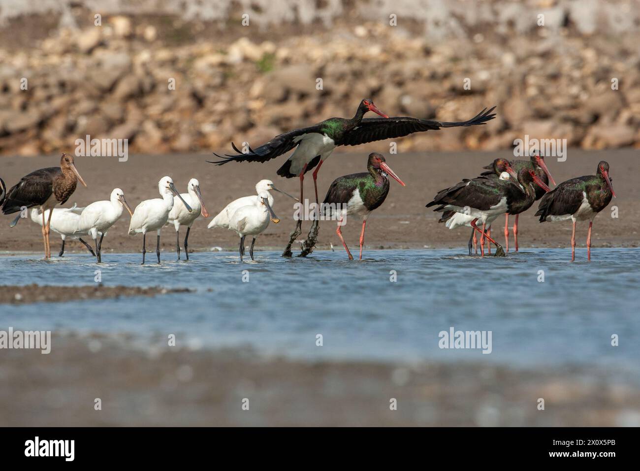 Schwarzstorch (Ciconia nigra) und Eurasischer Löffelschnabel (Platalea leucorodia) oder gemeiner Löffelschnabel, Stockfoto