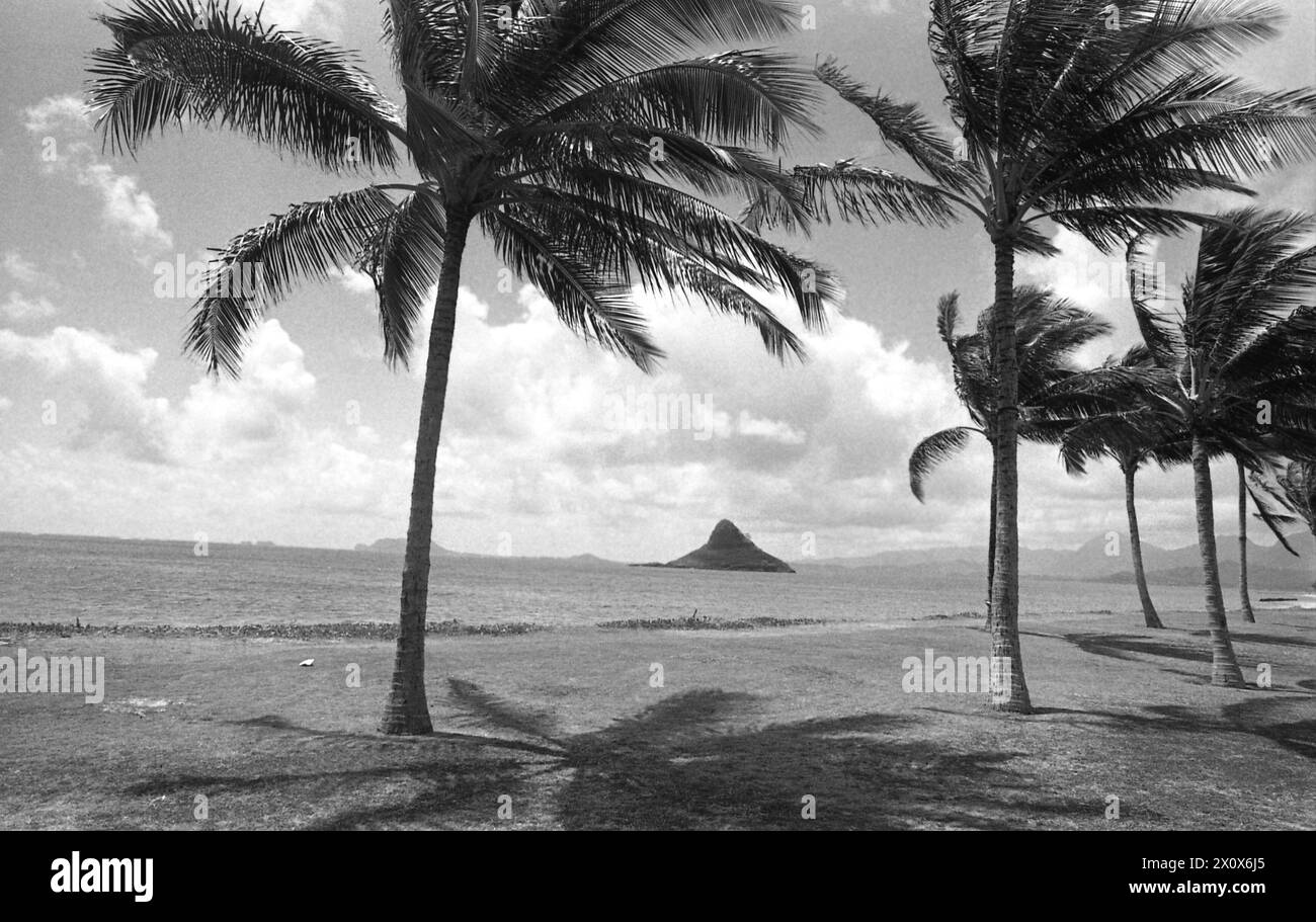 Hawaii, USA, ca. 1993. Wunderschöne Landschaft an einem leeren Strand mit Palmen, die im Wind schweben. Stockfoto