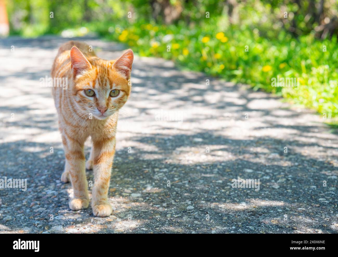 Orange Tabby Katze. Stockfoto